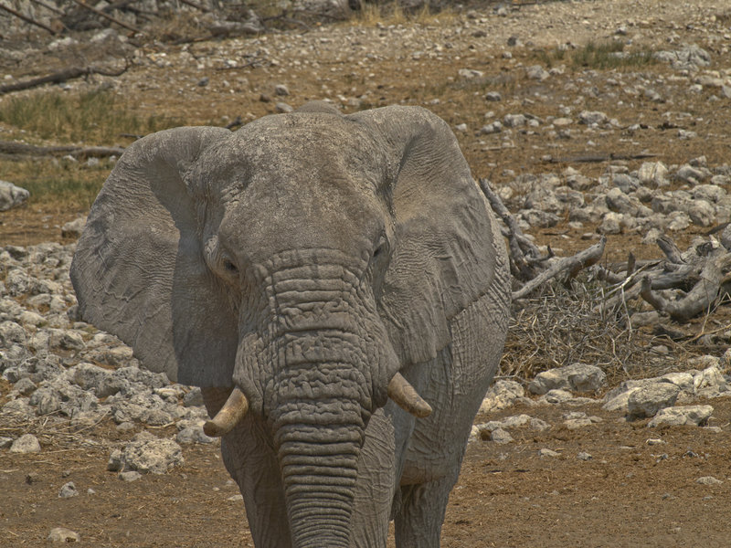 Okaukuejo, African Elephant